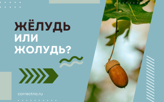 Жёлудь или жолудь?