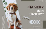 На чеку или начеку?