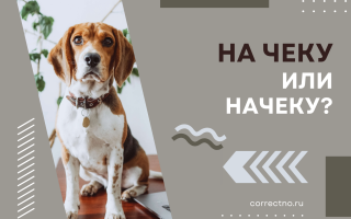 На чеку или начеку?