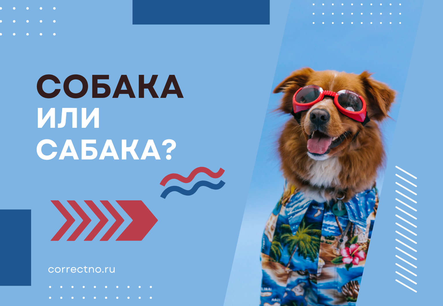 Собака или сабака: как правильно пишется слово? Через А или О?