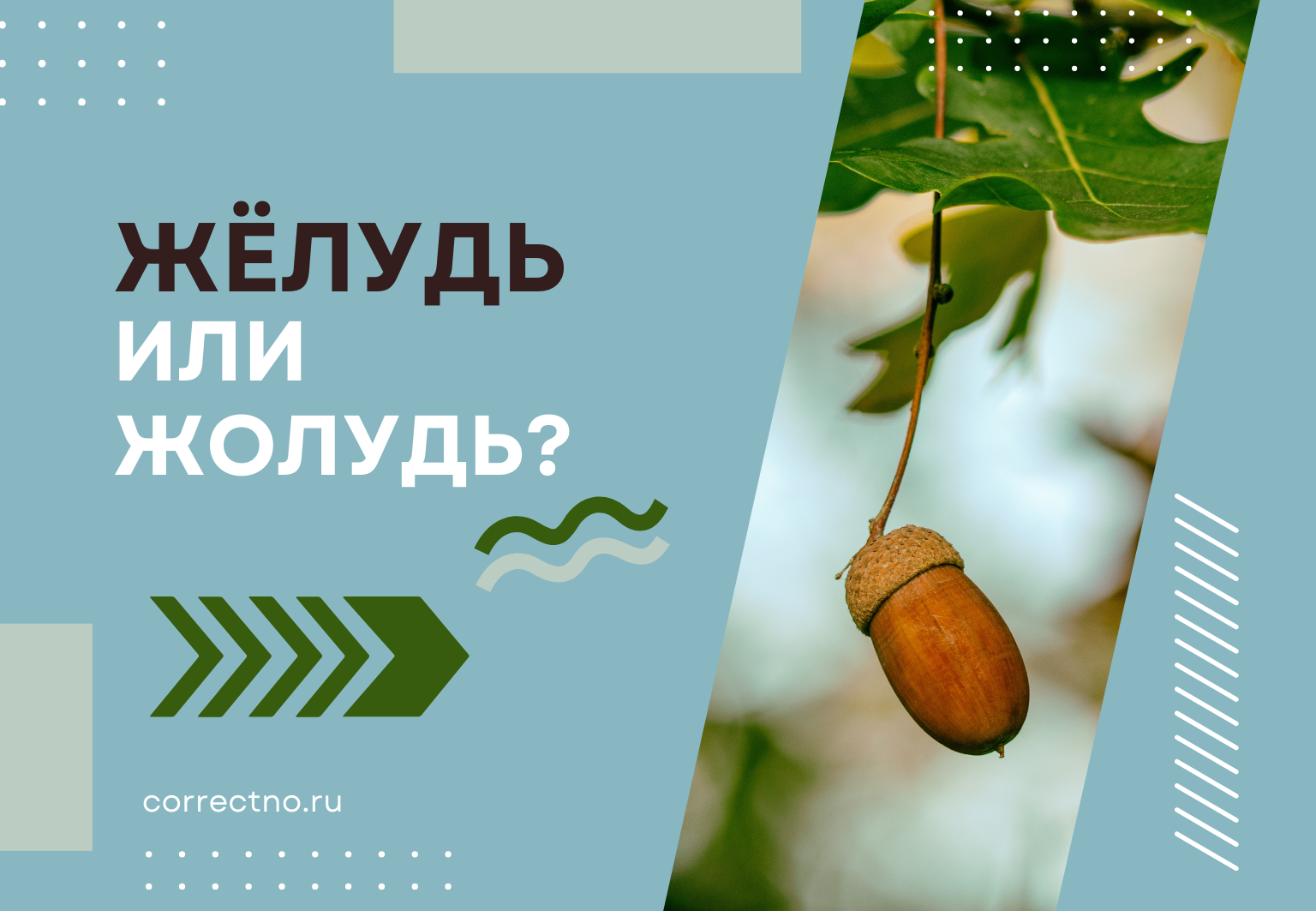 Жёлудь или жолудь: как правильно пишется слово?
