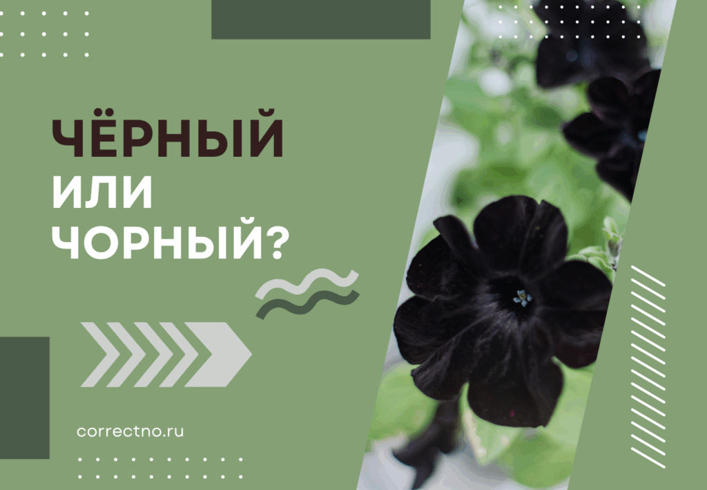 Чёрный или чорный: как правильно пишется слово?