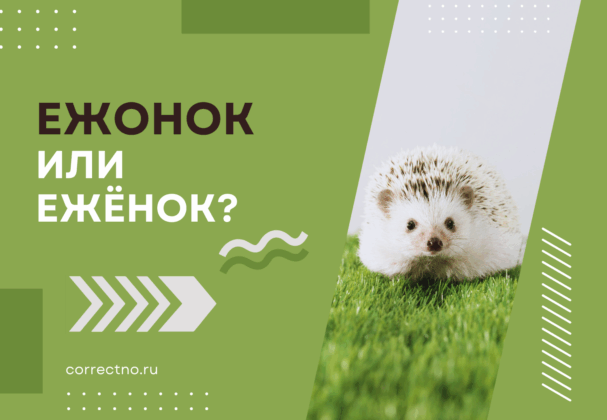 Ежонок или ежёнок: как правильно пишется слово?