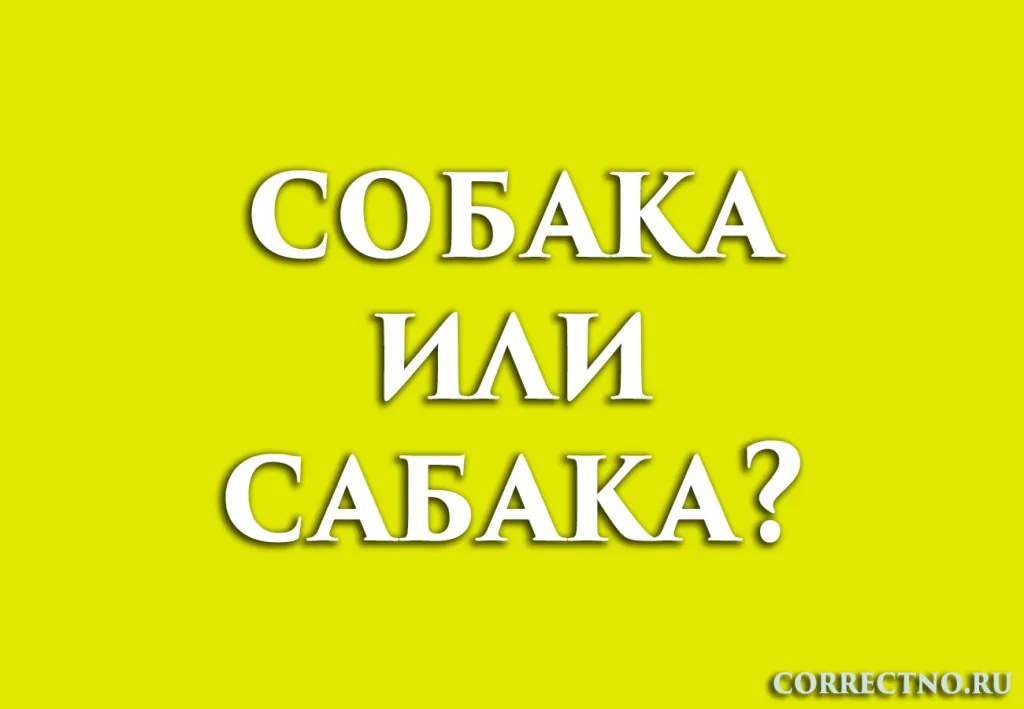 sobaka ili sabaka kak pravilno pishetsya slovo